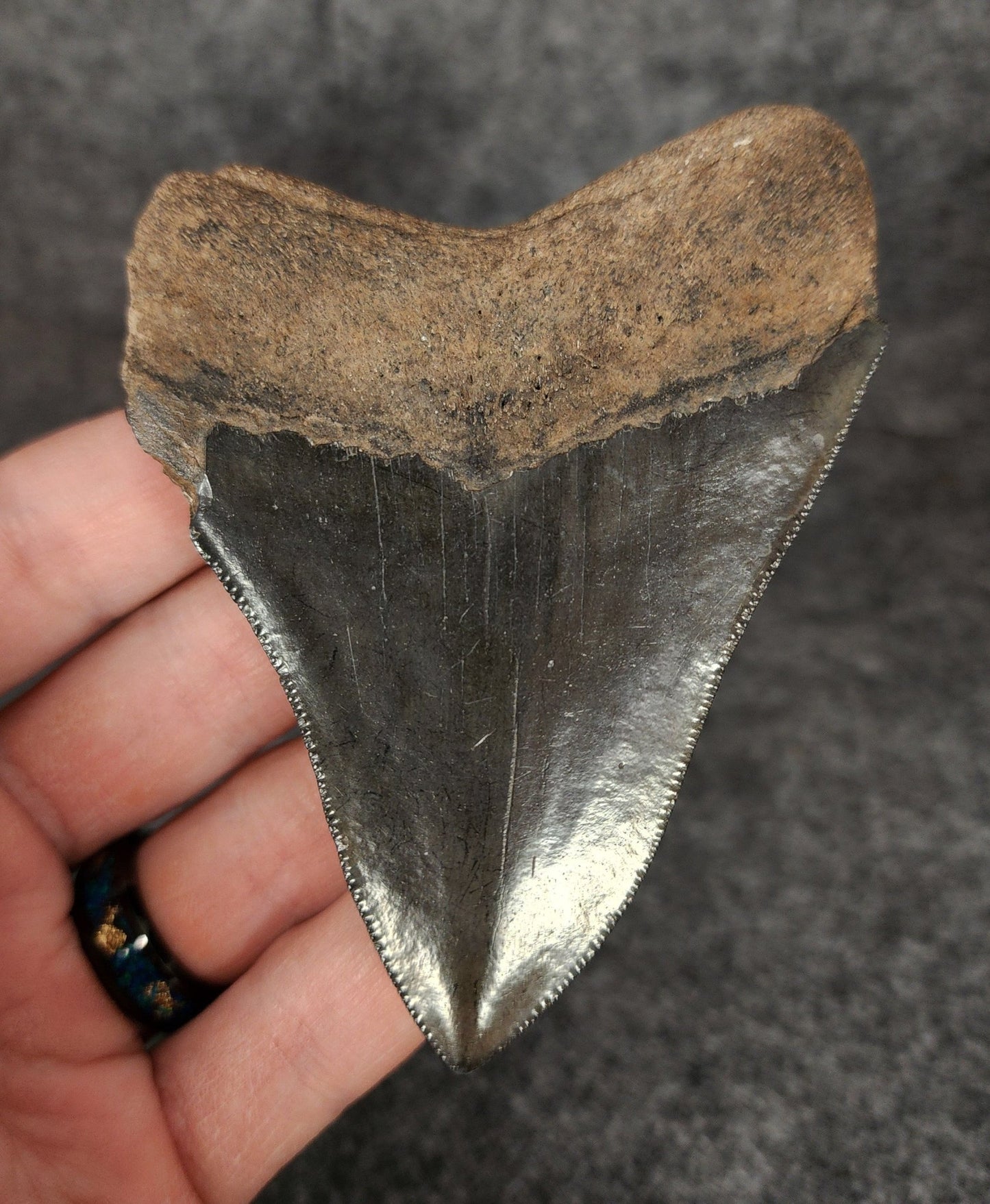 Authentic, 3.60" Fossil Megalodon Tooth - South Carolina - Fossil Driven