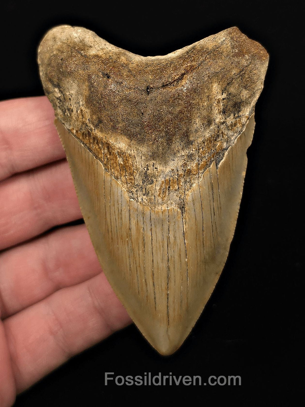 Authentic, 3.68" Fossil Megalodon Tooth - Meg Ledge, North Carolina - Fossil Driven