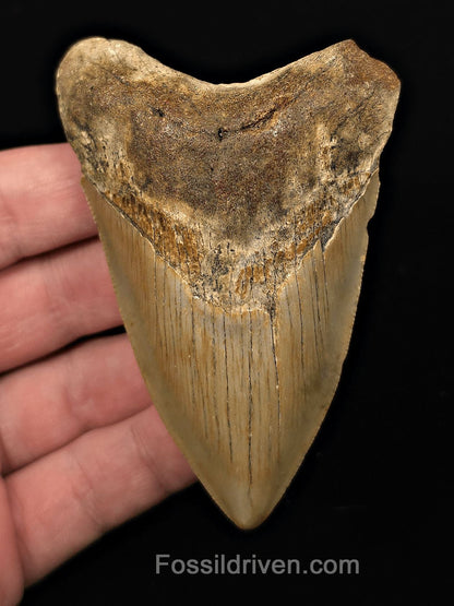 Authentic, 3.68" Fossil Megalodon Tooth - Meg Ledge, North Carolina - Fossil Driven