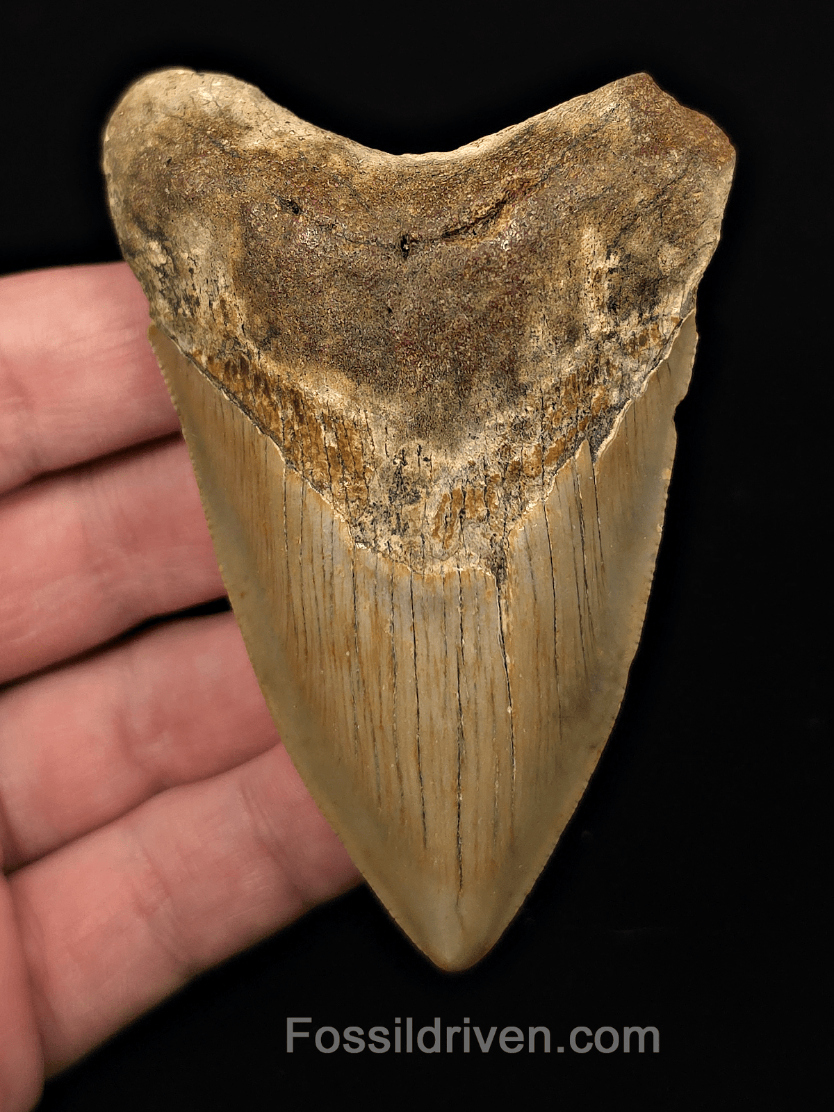 Authentic, 3.68" Fossil Megalodon Tooth - Meg Ledge, North Carolina - Fossil Driven