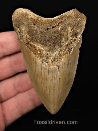 Authentic, 3.68" Fossil Megalodon Tooth - Meg Ledge, North Carolina - Fossil Driven
