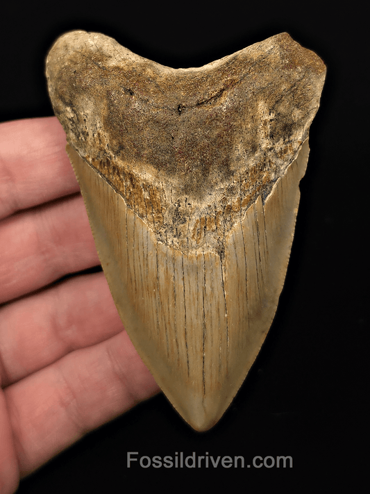 Authentic, 3.68" Fossil Megalodon Tooth - Meg Ledge, North Carolina - Fossil Driven