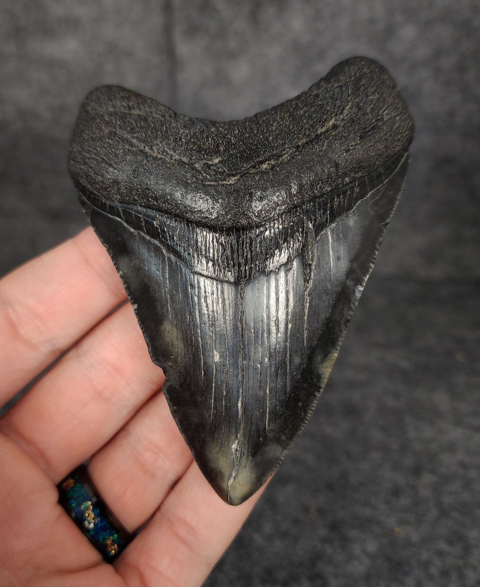 Authentic, 3.69" Fossil Megalodon Tooth - South Carolina - Fossil Driven