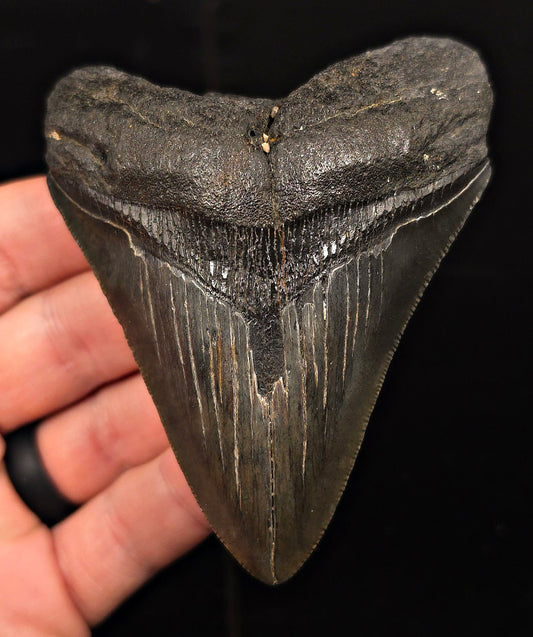Authentic, 3.73" Fossil Megalodon Tooth - Charleston, South Carolina - Fossil Driven