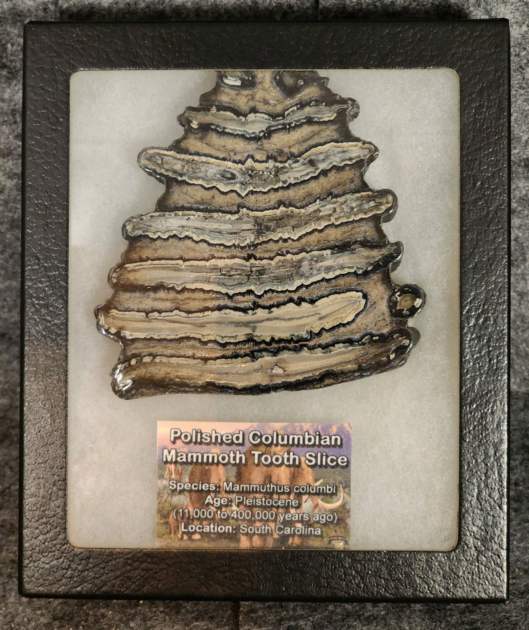 Authentic, 3.74" Polished Mammoth Tooth Slice - South Carolina - Fossil Driven