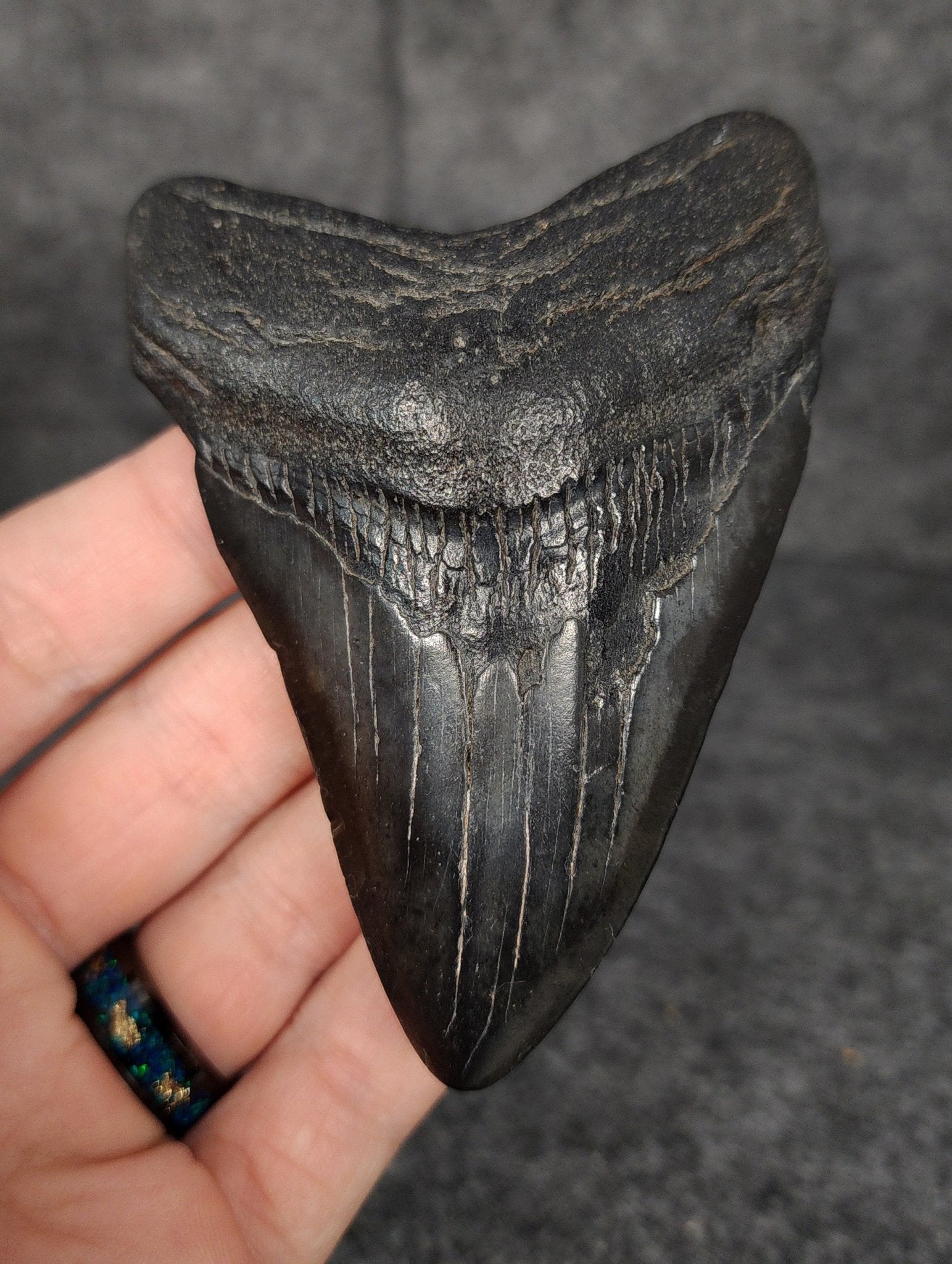 Authentic, 3.76" Fossil Megalodon Tooth - South Carolina - Fossil Driven