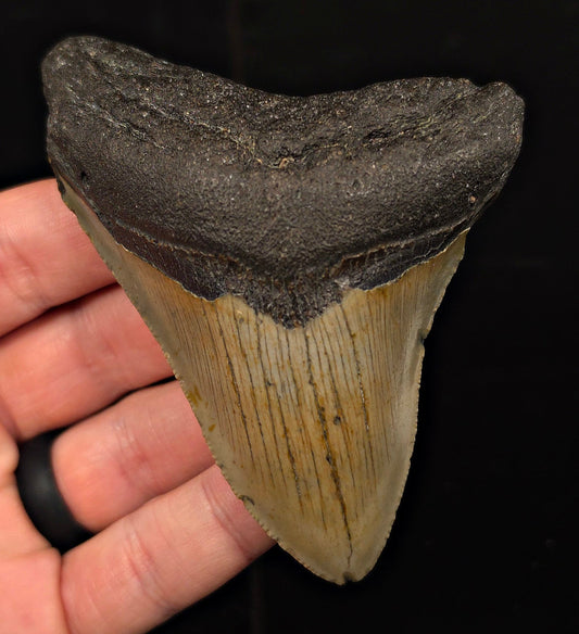 Authentic, 3.80" Fossil Megalodon Tooth - Meg Ledge, North Carolina - Fossil Driven