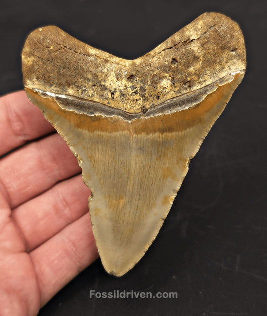 Authentic, 3.88" Fossil Megalodon Tooth - Meg Ledge, North Carolina - Fossil Driven
