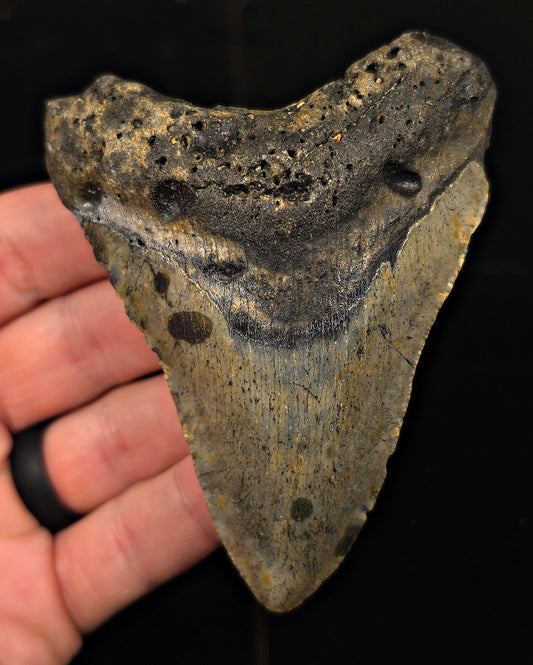 Authentic, 3.91" Fossil Megalodon Tooth - Meg Ledge, North Carolina - Fossil Driven