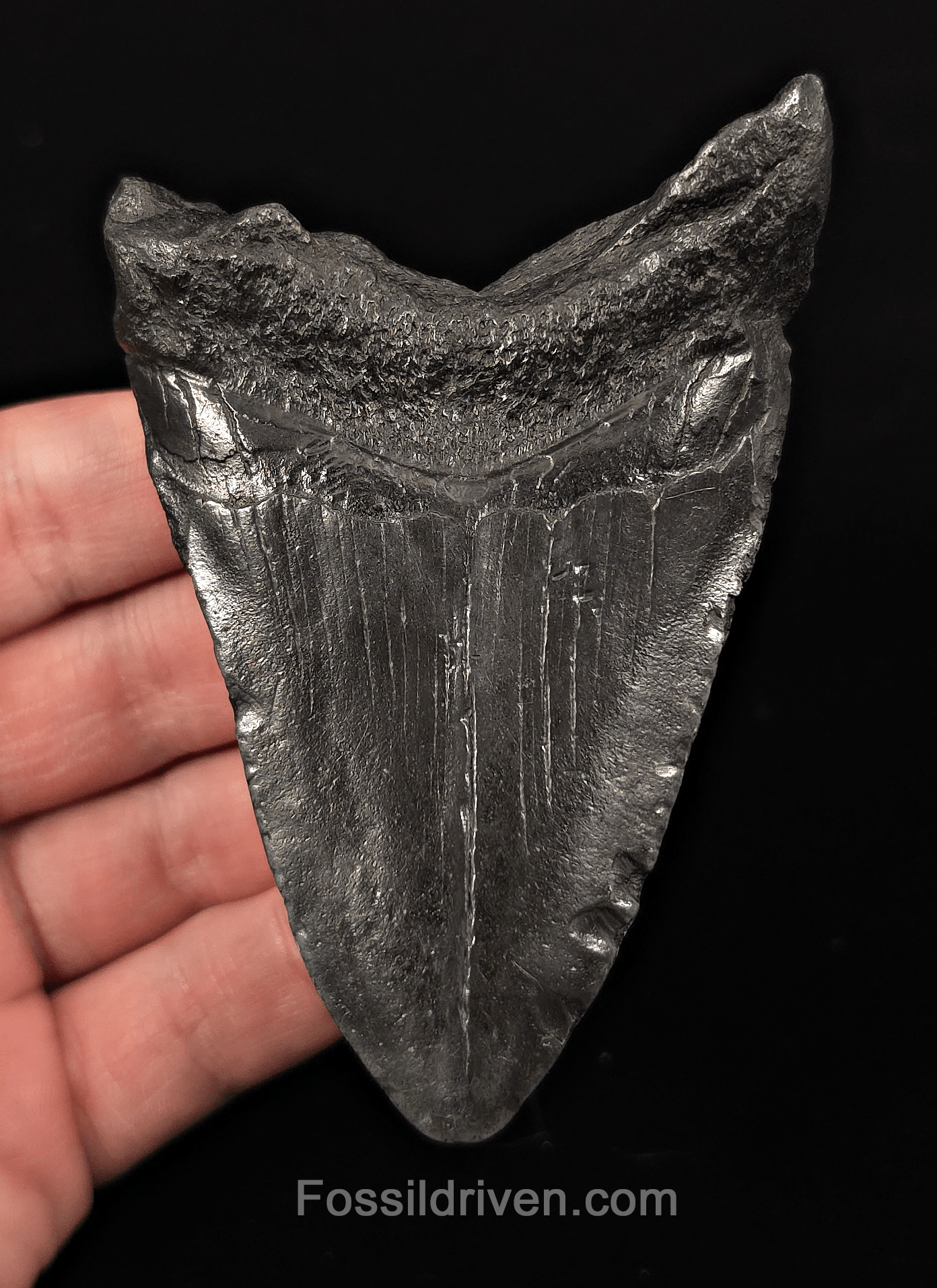 Authentic, 3.93" Fossil Megalodon Tooth - Charleston, South Carolina - Fossil Driven
