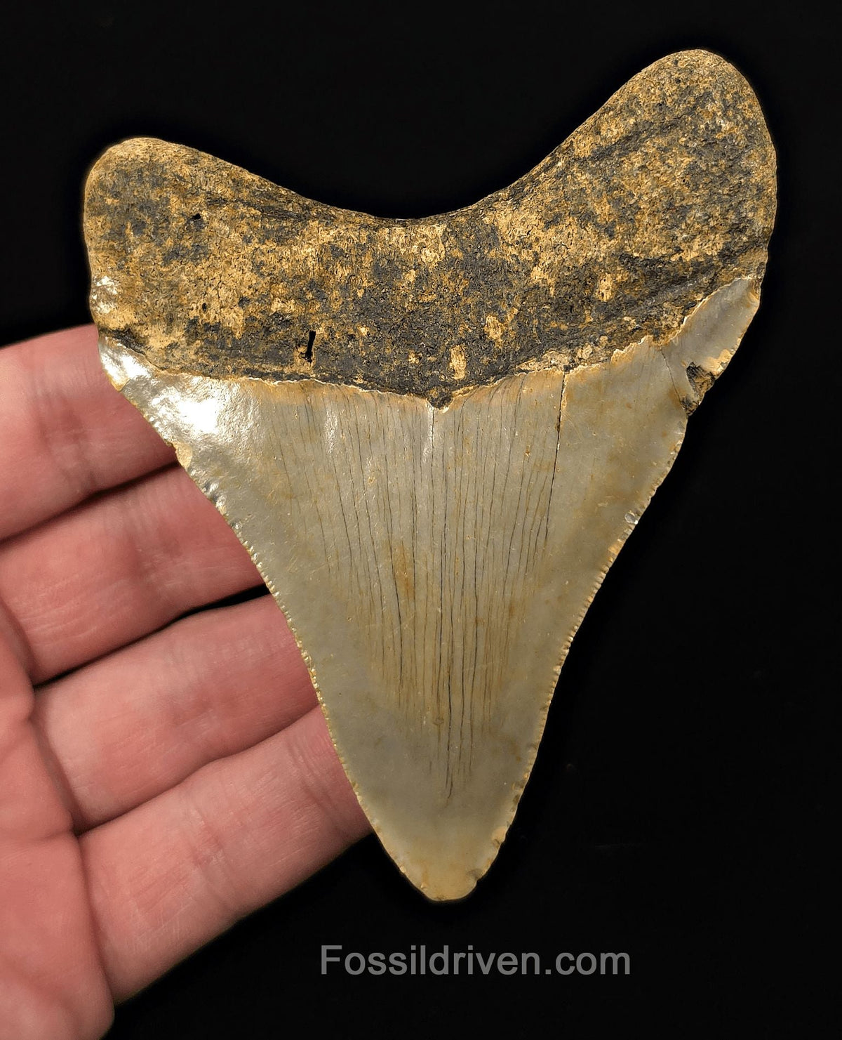 Authentic, 3.97" Fossil Megalodon Tooth - Meg Ledge, North Carolina - Fossil Driven