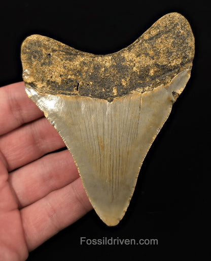 Authentic, 3.97" Fossil Megalodon Tooth - Meg Ledge, North Carolina - Fossil Driven