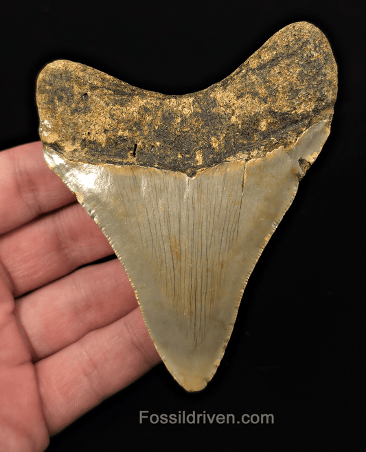 Authentic, 3.97" Fossil Megalodon Tooth - Meg Ledge, North Carolina - Fossil Driven