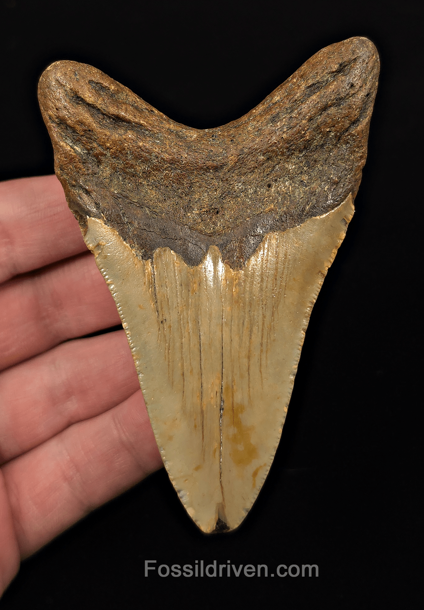 Authentic, 3.98" Fossil Megalodon Tooth - Meg Ledge, North Carolina - Fossil Driven