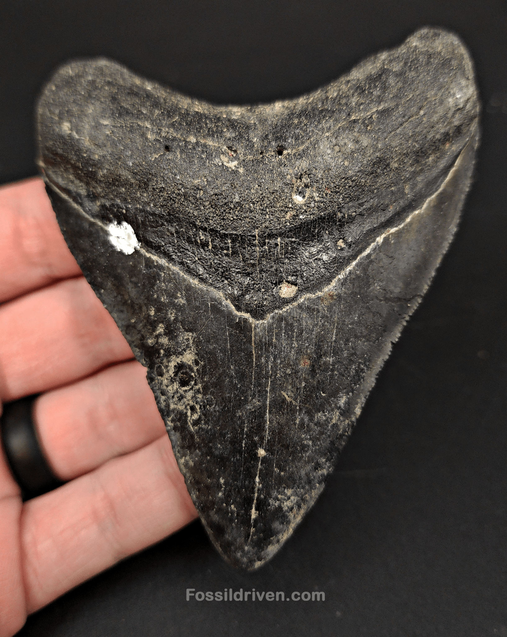 Authentic, 4.01" Fossil Megalodon Tooth - Venice, Florida - Fossil Driven