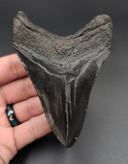 Authentic, 4.02" Fossil Megalodon Tooth - South Carolina - Fossil Driven