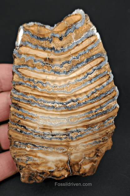 Authentic, 4.03" Polished Mammoth Tooth Slice - Siberia - Fossil Driven