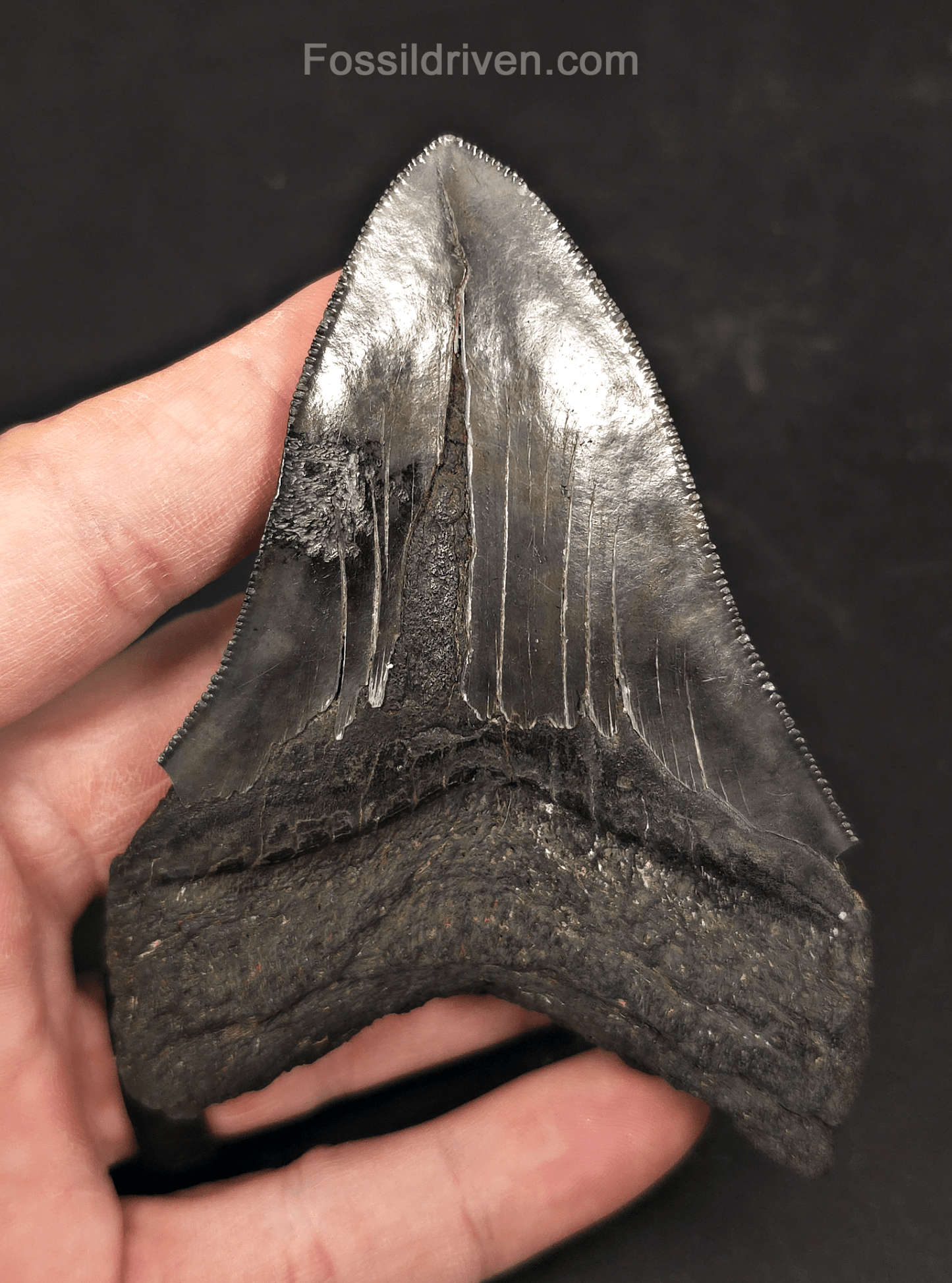 Authentic 4.04" Fossil Megalodon Tooth - Charleston, South Carolina - Fossil Driven