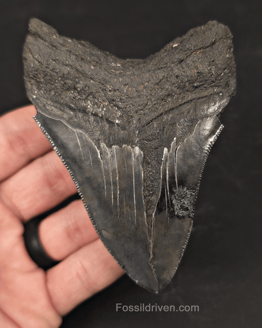 Authentic 4.04" Fossil Megalodon Tooth - Charleston, South Carolina - Fossil Driven