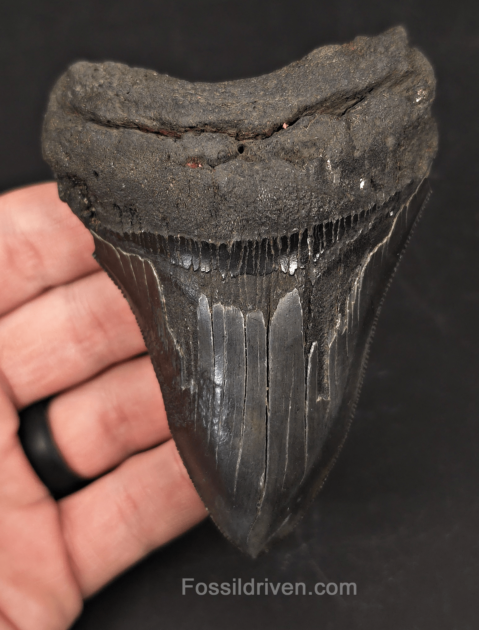 Authentic 4.04" Fossil Megalodon Tooth - Charleston, South Carolina - Fossil Driven
