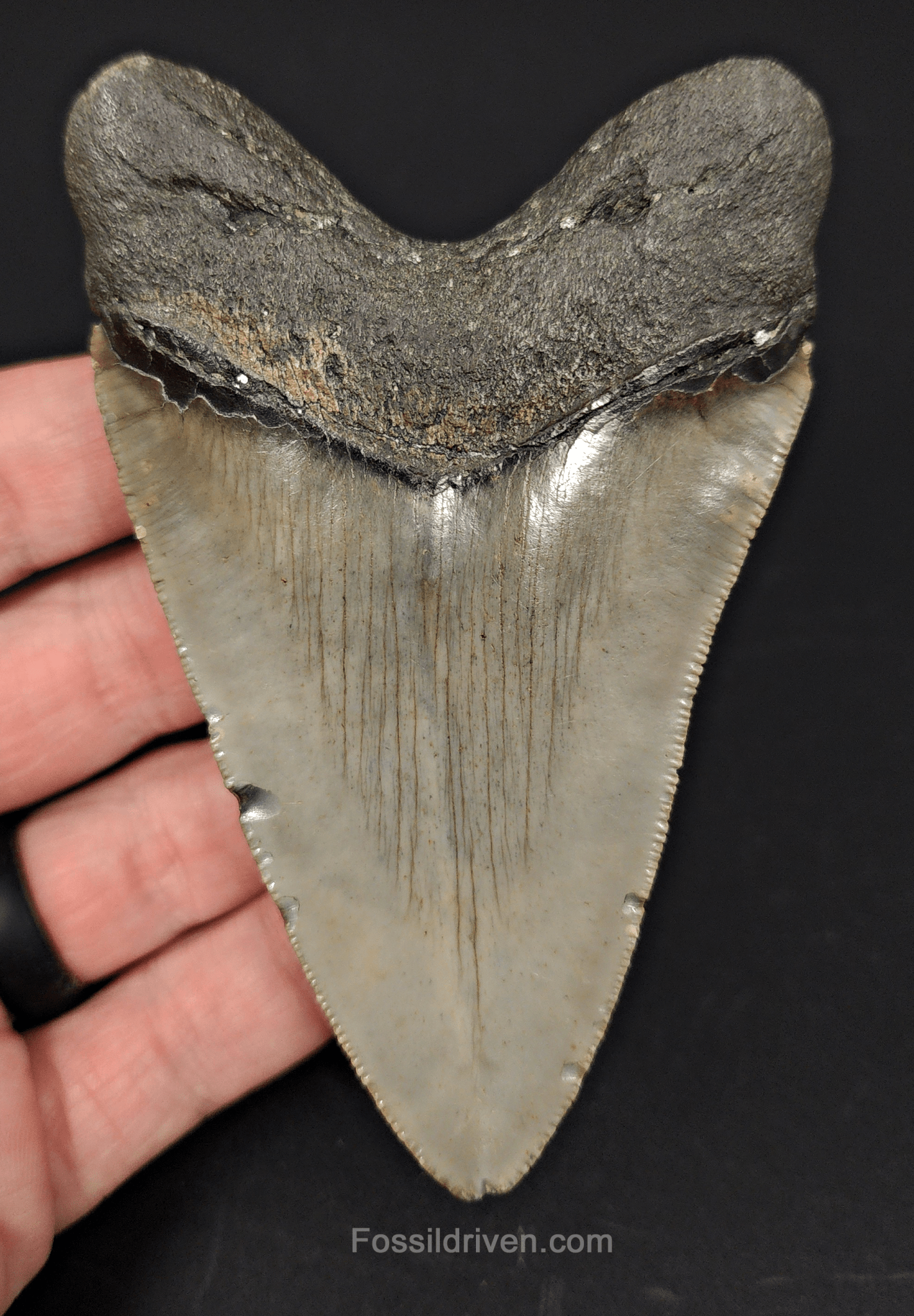 Authentic, 4.05" Fossil Megalodon Tooth - Meg Ledge - Fossil Driven