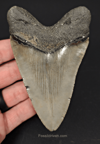 Authentic, 4.05" Fossil Megalodon Tooth - Meg Ledge - Fossil Driven