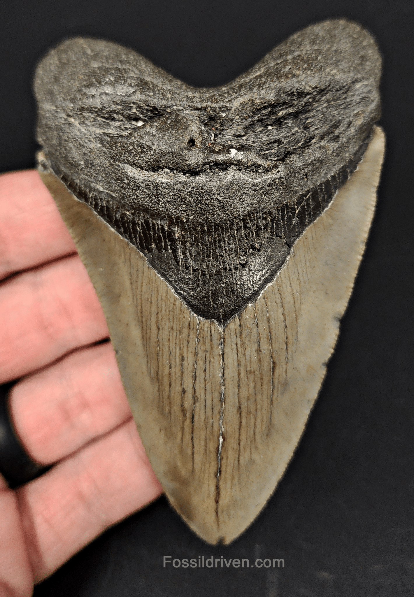 Authentic, 4.05" Fossil Megalodon Tooth - Meg Ledge - Fossil Driven