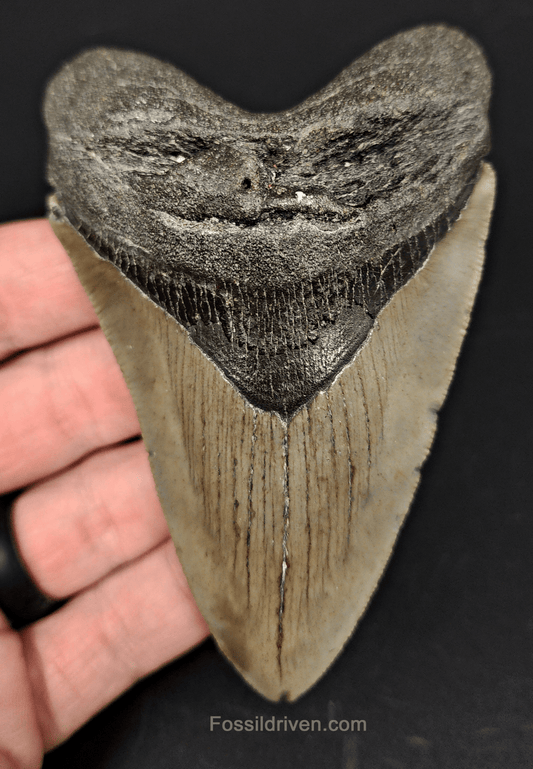 Authentic, 4.05" Fossil Megalodon Tooth - Meg Ledge - Fossil Driven