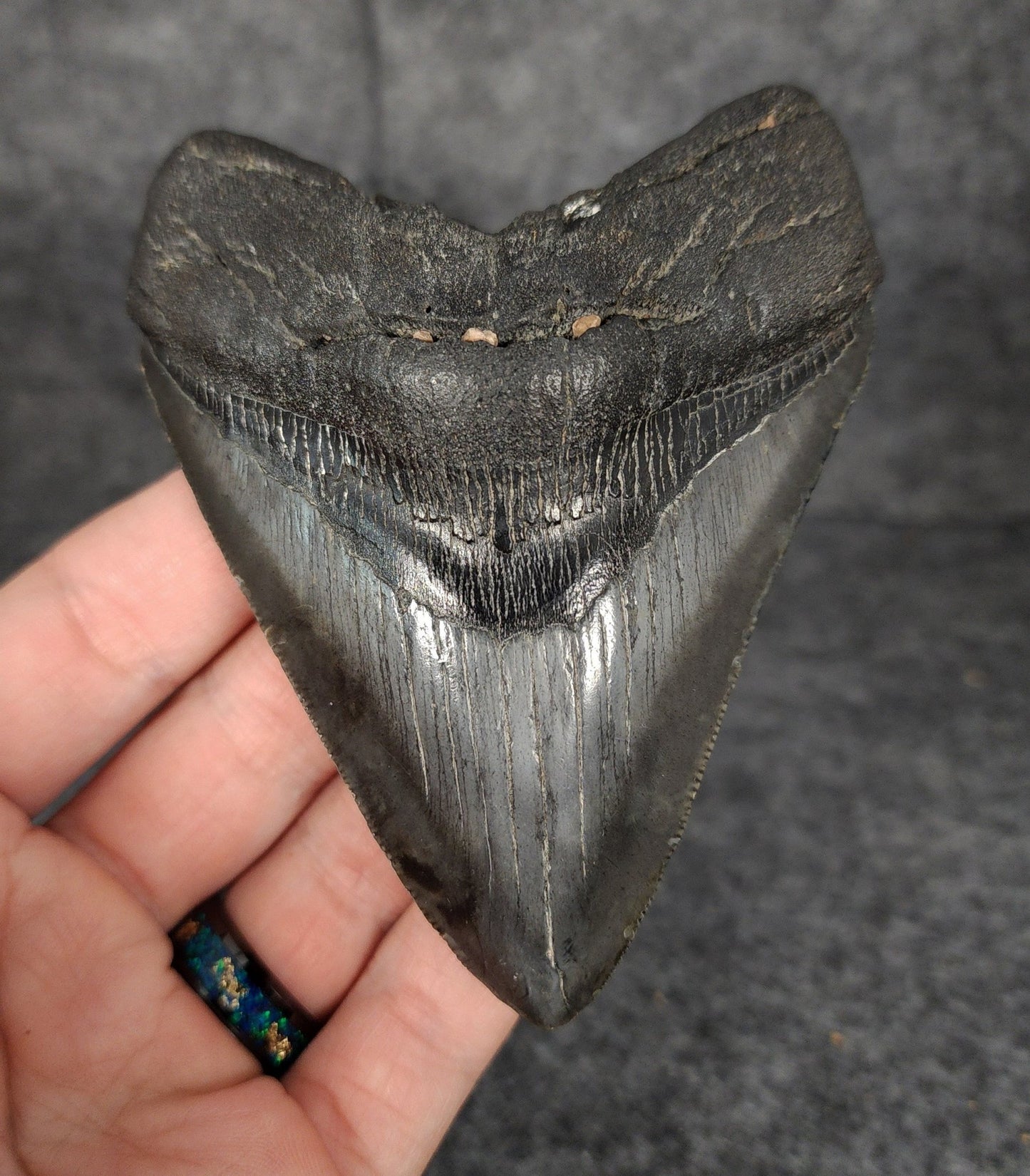 Authentic, 4.07" Fossil Megalodon Tooth - South Carolina - Fossil Driven