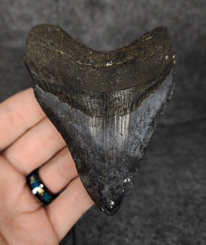 Authentic, 4.07" Fossil Megalodon Tooth - Venice, Florida - Fossil Driven
