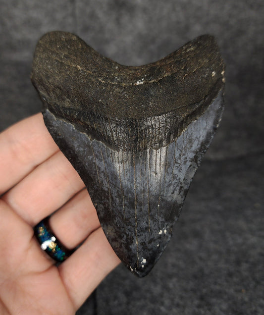 Authentic, 4.07" Fossil Megalodon Tooth - Venice, Florida - Fossil Driven