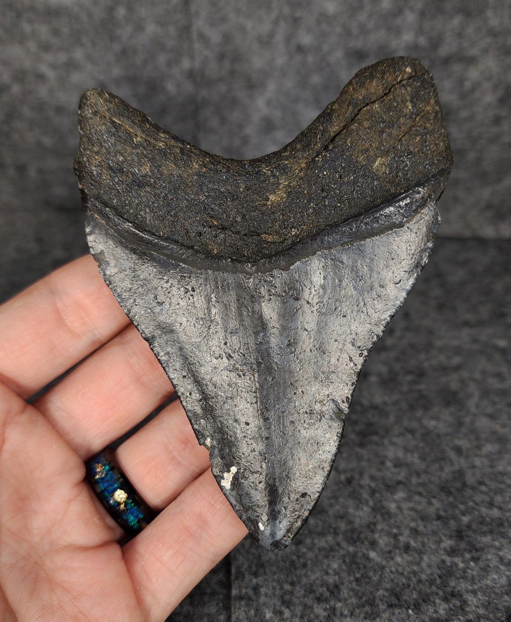 Authentic, 4.07" Fossil Megalodon Tooth - Venice, Florida - Fossil Driven
