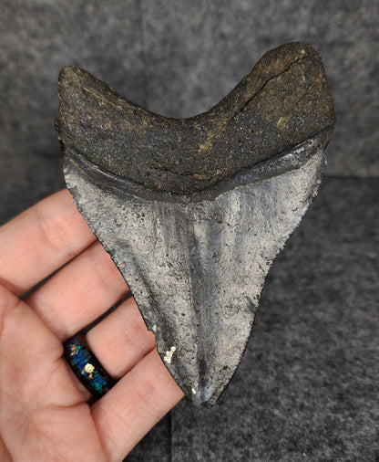 Authentic, 4.07" Fossil Megalodon Tooth - Venice, Florida - Fossil Driven