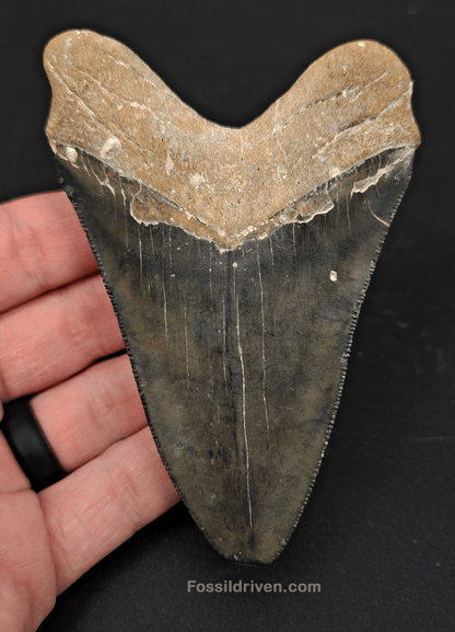 Authentic, 4.09" Fossil Megalodon Tooth - Venice, Florida - Fossil Driven