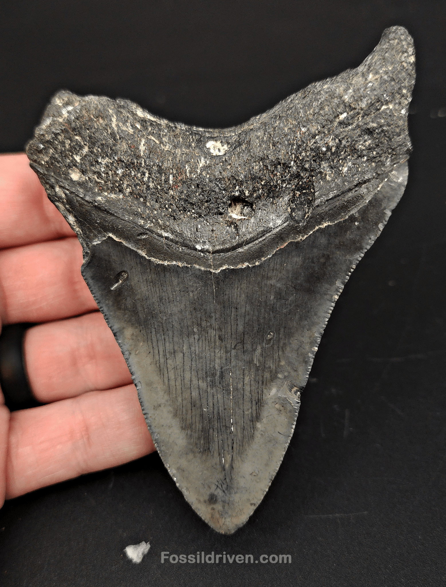 Authentic, 4.10" Fossil Megalodon Tooth - Venice, Florida - Fossil Driven