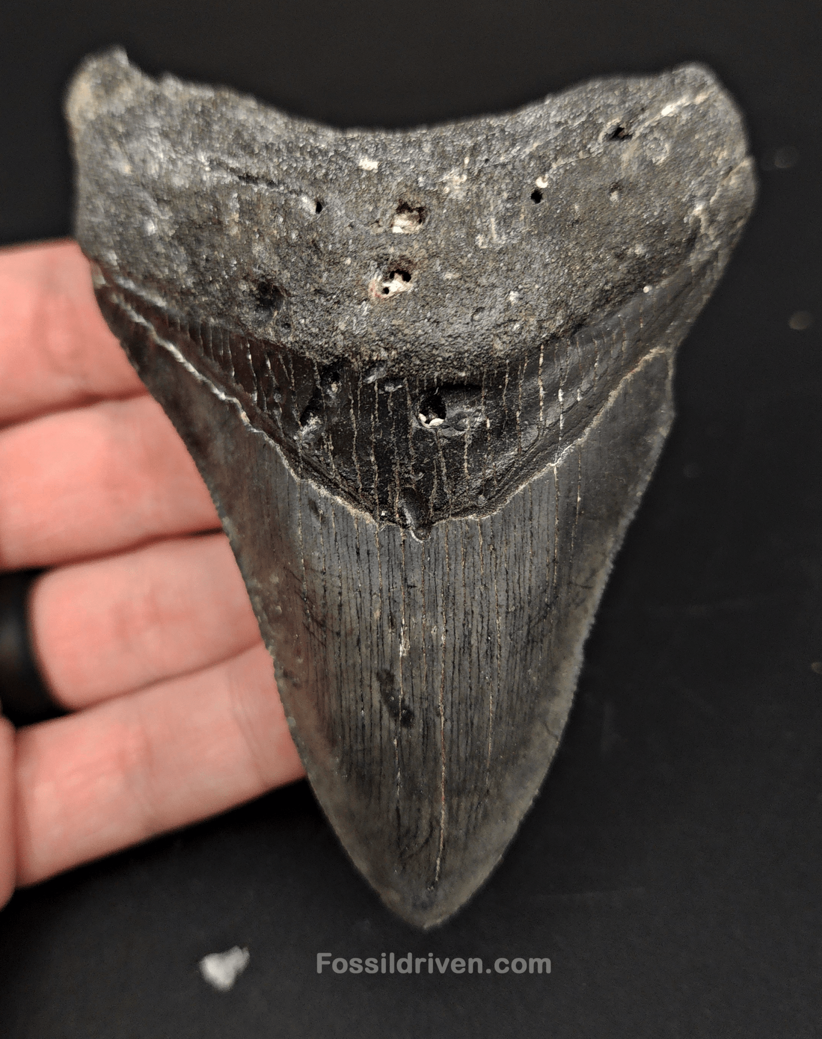 Authentic, 4.10" Fossil Megalodon Tooth - Venice, Florida - Fossil Driven