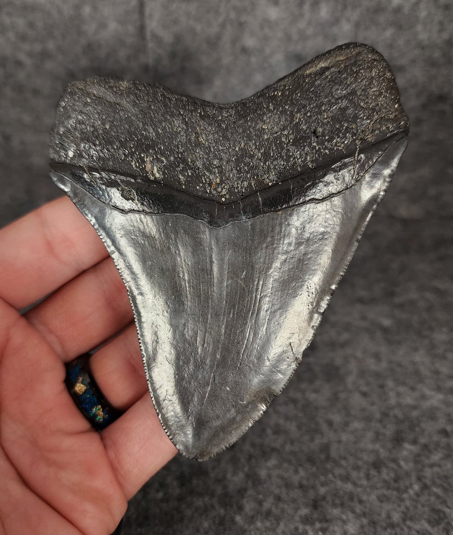 Authentic, 4.11" Fossil Megalodon Tooth - South Carolina - Fossil Driven