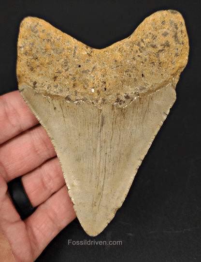 Authentic, 4.12" Fossil Megalodon Tooth - Meg Ledge - Fossil Driven