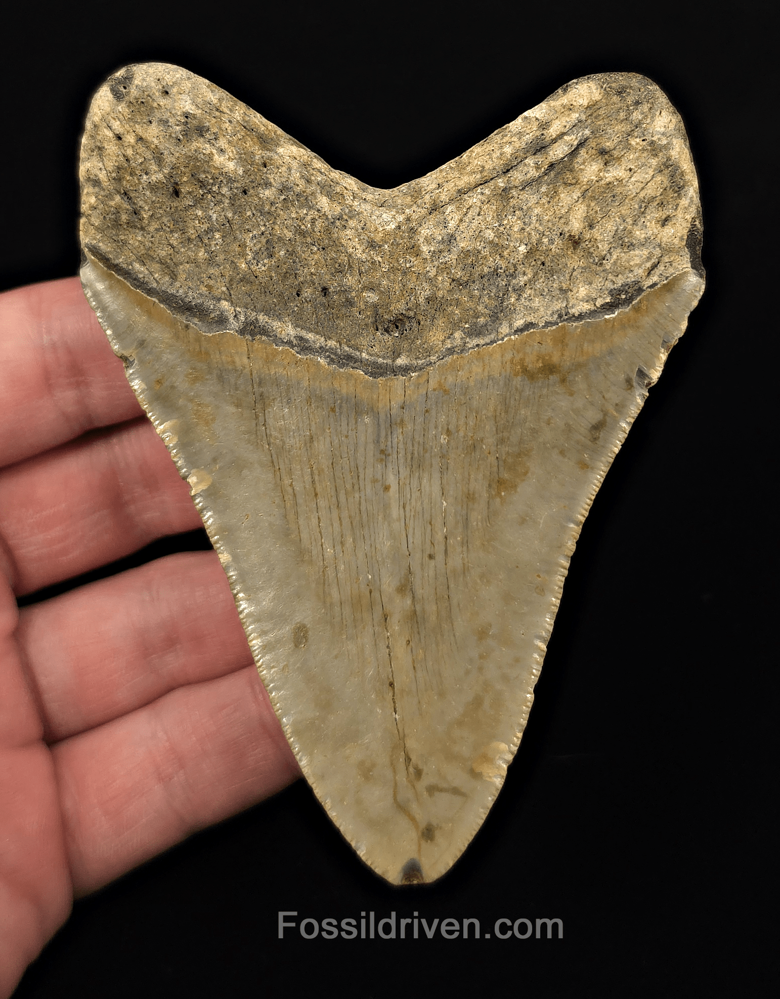Authentic, 4.14" Fossil Megalodon Tooth - Meg Ledge, North Carolina - Fossil Driven