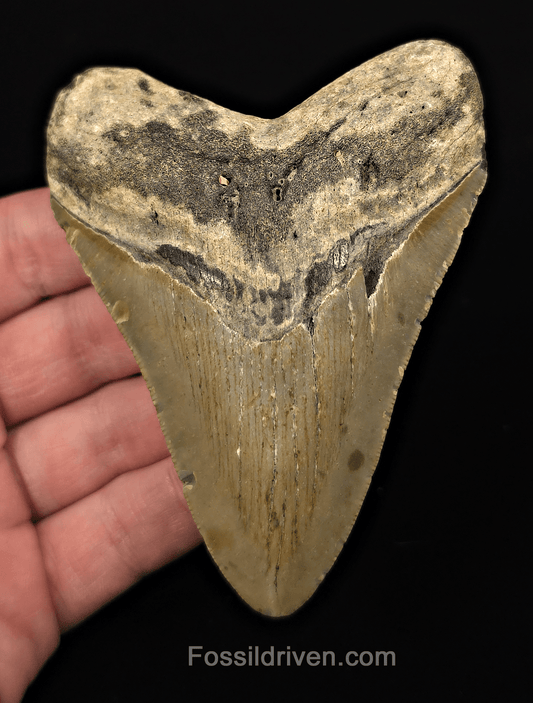 Authentic, 4.14" Fossil Megalodon Tooth - Meg Ledge, North Carolina - Fossil Driven