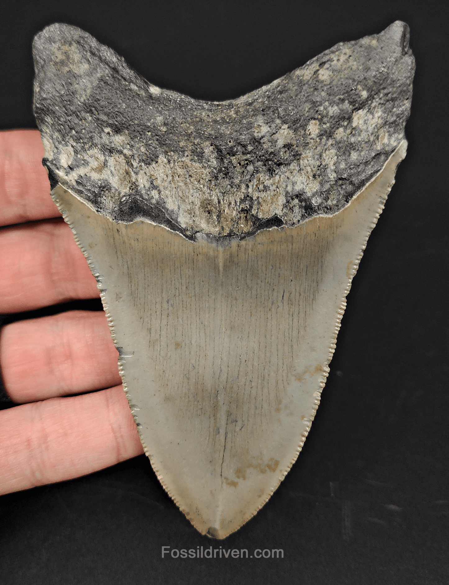 Authentic, 4.15" Fossil Megalodon Tooth - Meg Ledge - Fossil Driven