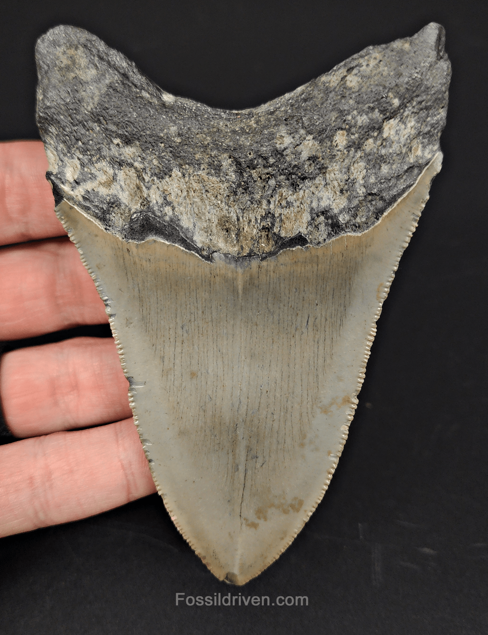 Authentic, 4.15" Fossil Megalodon Tooth - Meg Ledge - Fossil Driven