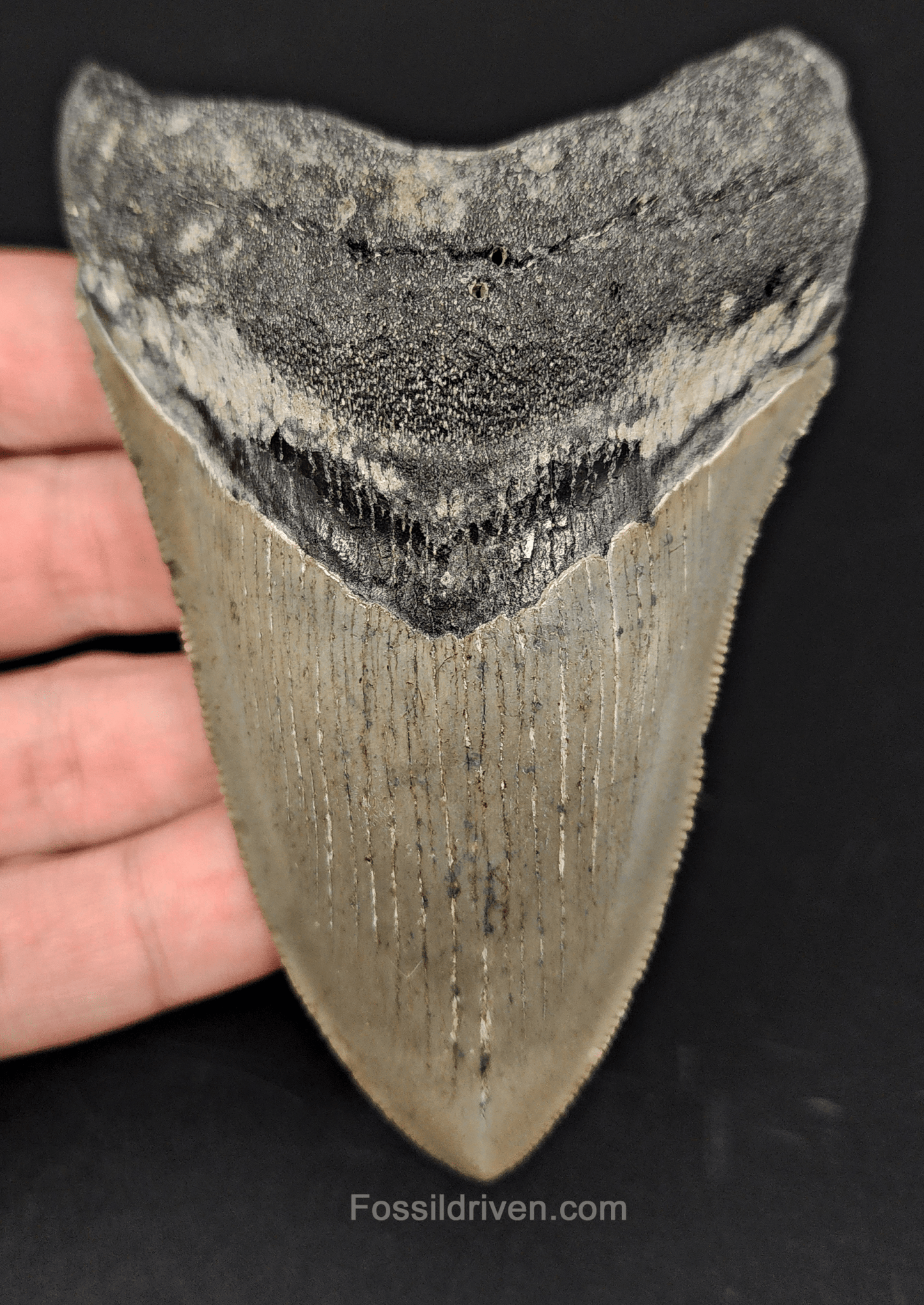 Authentic, 4.15" Fossil Megalodon Tooth - Meg Ledge - Fossil Driven