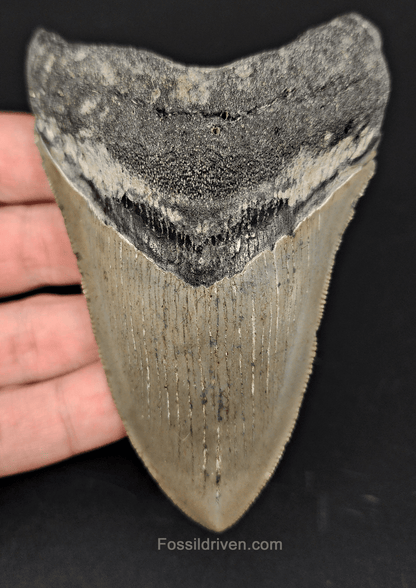 Authentic, 4.15" Fossil Megalodon Tooth - Meg Ledge - Fossil Driven