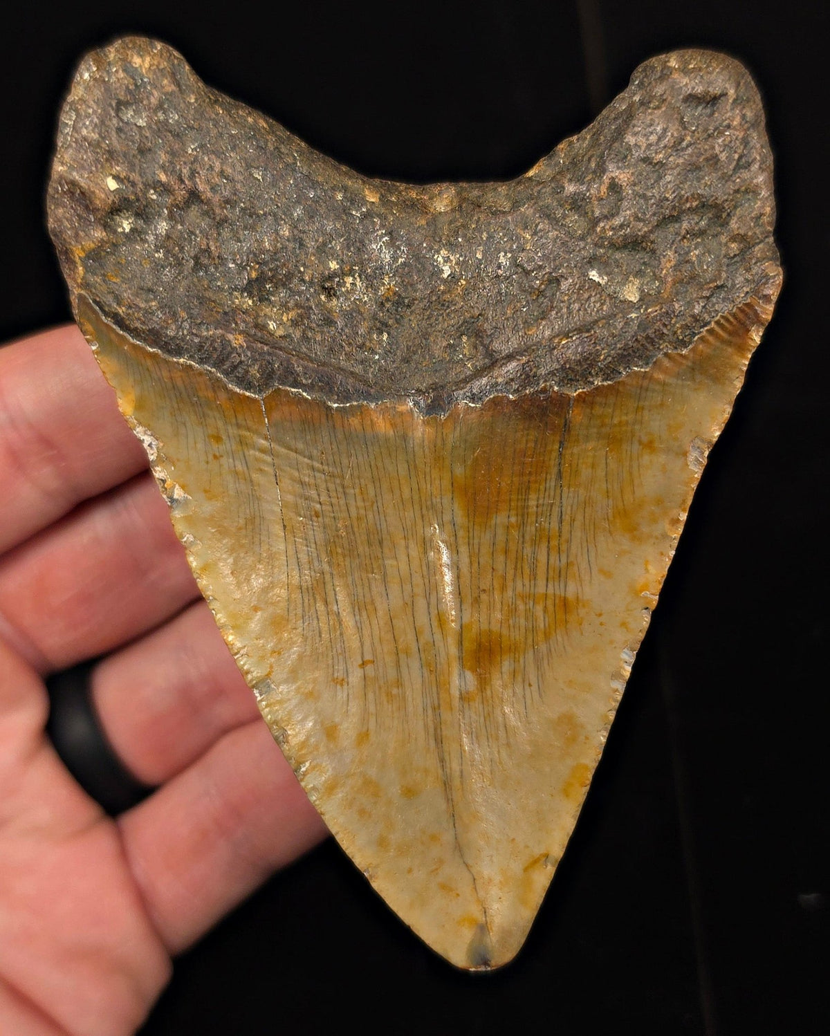 Authentic, 4.15" Fossil Megalodon Tooth - Meg Ledge, North Carolina - Fossil Driven