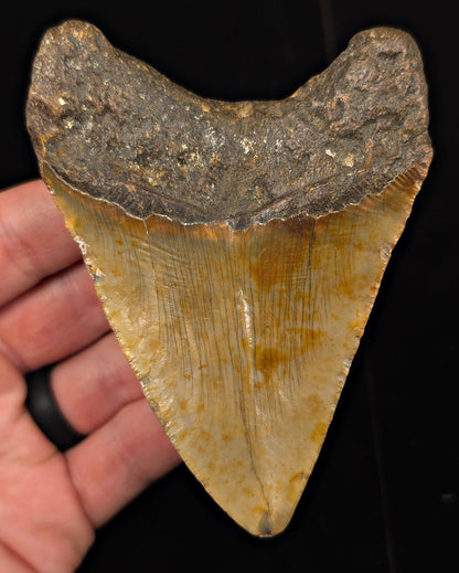 Authentic, 4.15" Fossil Megalodon Tooth - Meg Ledge, North Carolina - Fossil Driven