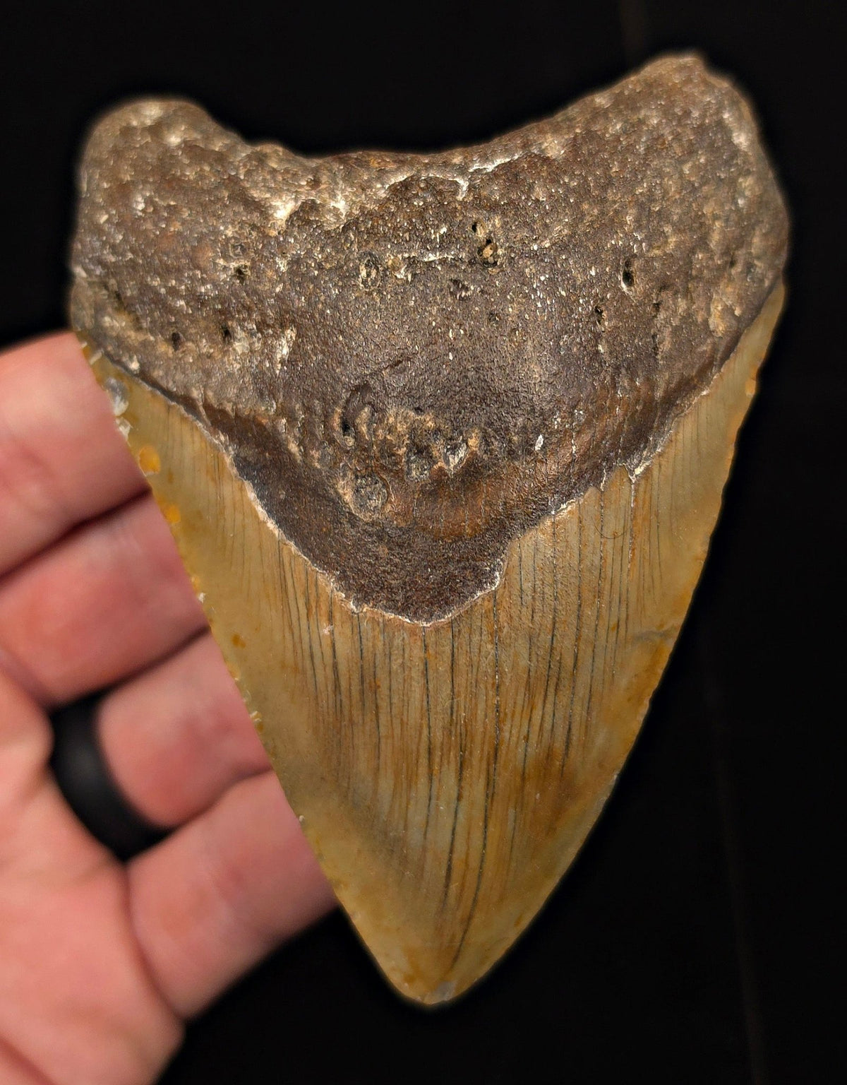 Authentic, 4.15" Fossil Megalodon Tooth - Meg Ledge, North Carolina - Fossil Driven