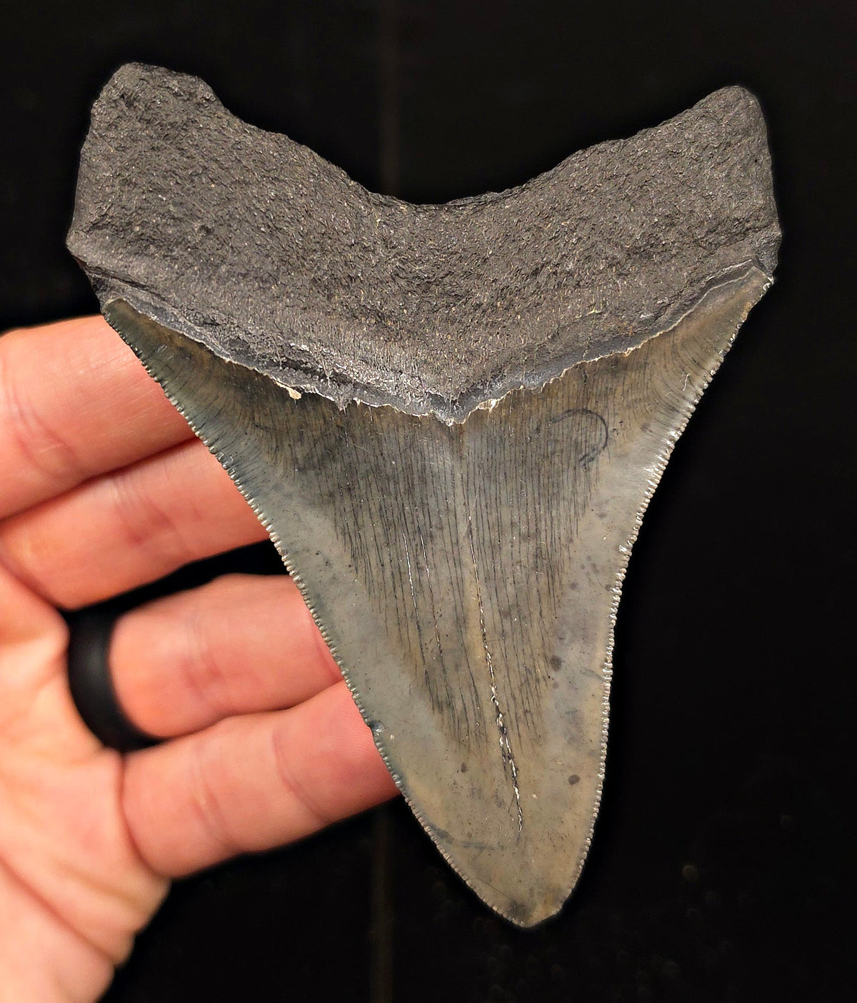 Authentic, 4.16" Fossil Megalodon Tooth - Georgia - Fossil Driven