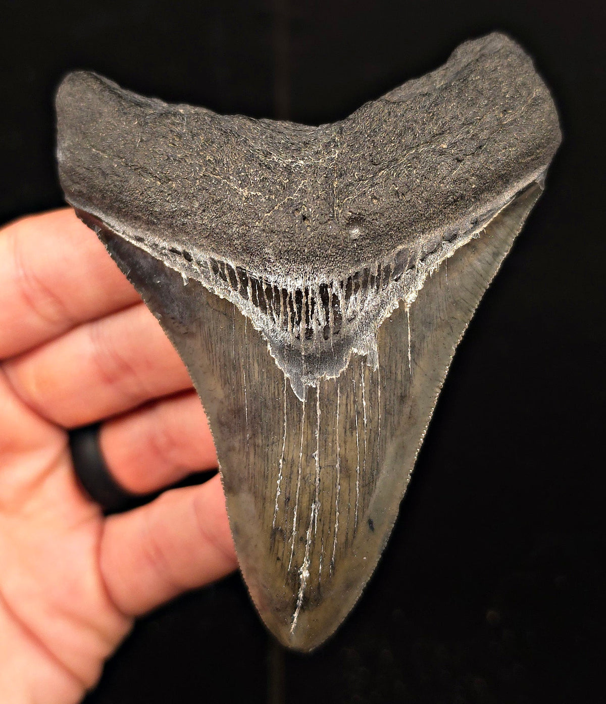 Authentic, 4.16" Fossil Megalodon Tooth - Georgia - Fossil Driven