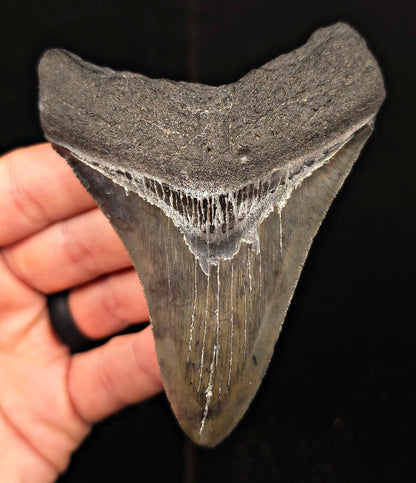 Authentic, 4.16" Fossil Megalodon Tooth - Georgia - Fossil Driven